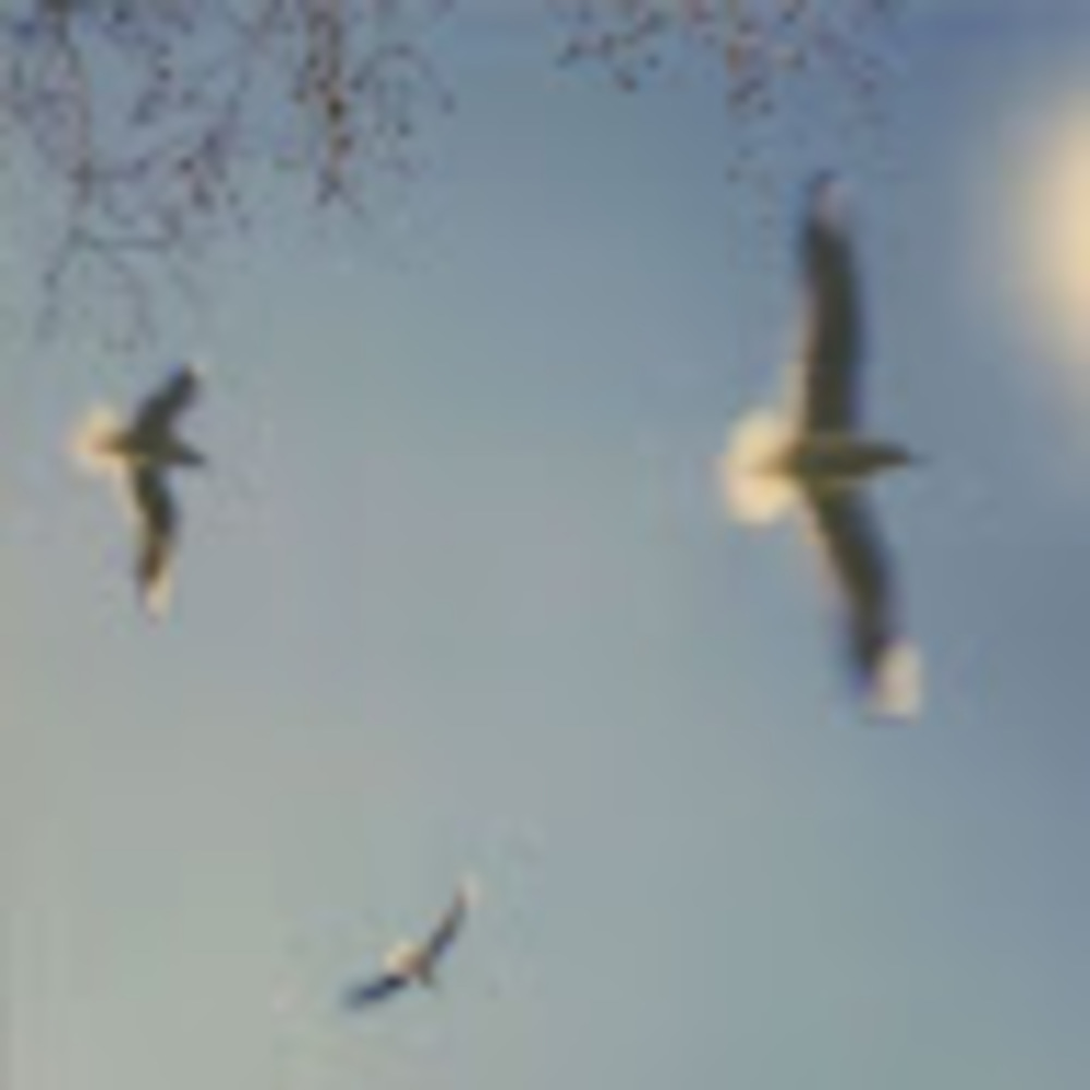 Meet your Posher, Sophia